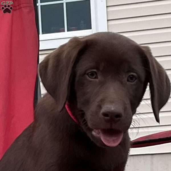 Nutella, Chocolate Labrador Retriever Puppy