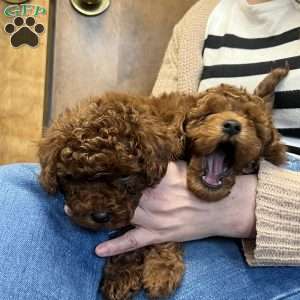 London Toy/Teacup, Toy Poodle Puppy