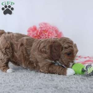 Tracie, Dachshund Puppy