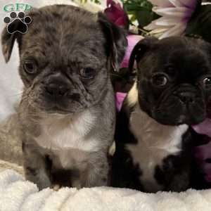 Luna, Bugg Puppy