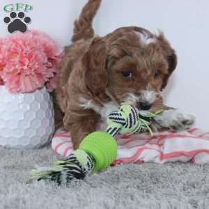 Tracie, Dachshund Puppy