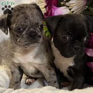 Lucy, Bugg Puppy