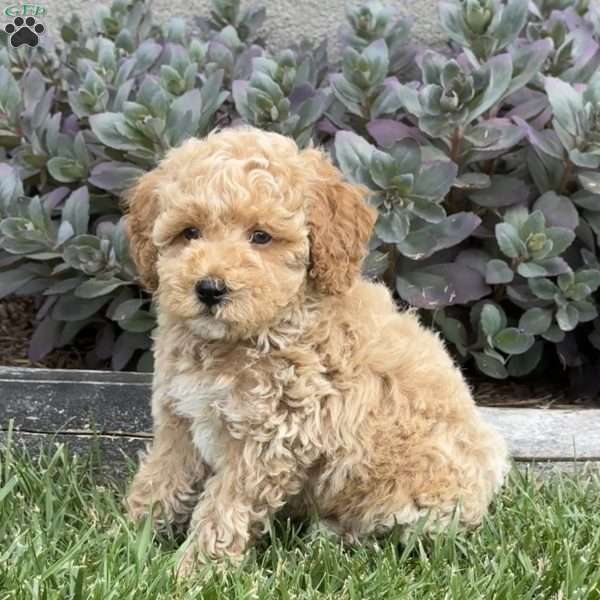 Willie, Miniature Poodle Puppy