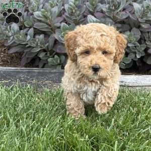 Willie, Miniature Poodle Puppy