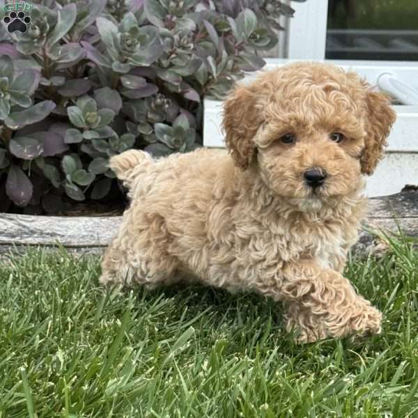 Willie, Miniature Poodle Puppy