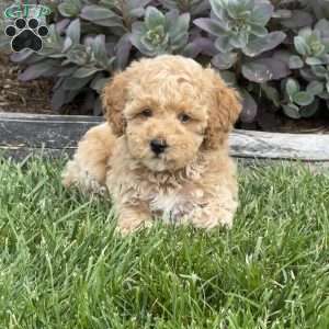 Willie, Miniature Poodle Puppy