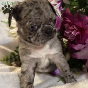 Lucy, Bugg Puppy