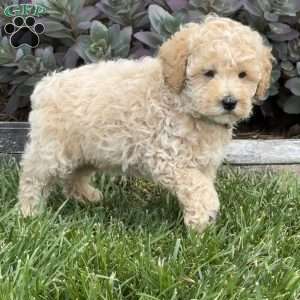Woody, Miniature Poodle Puppy