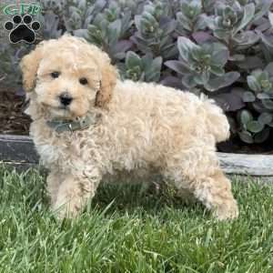 Woody, Miniature Poodle Puppy