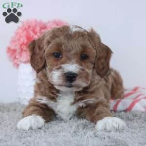 Tracie, Dachshund Puppy
