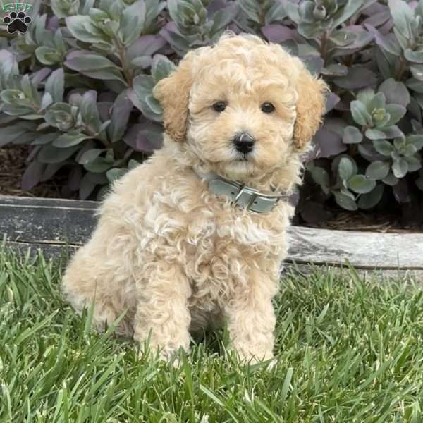 Woody, Miniature Poodle Puppy