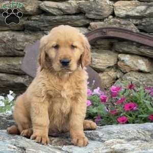 Prince, Golden Retriever Puppy