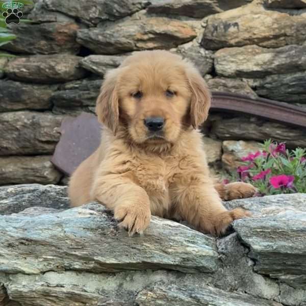 Prince, Golden Retriever Puppy