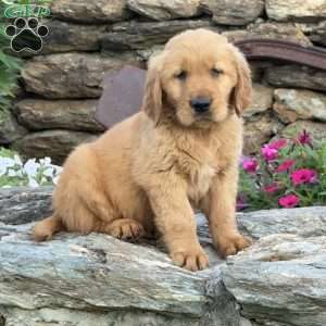 Prince, Golden Retriever Puppy