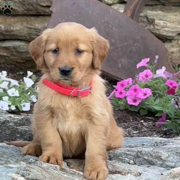 Penny, Golden Retriever Puppy