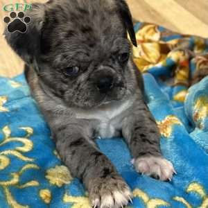 Lucy, Bugg Puppy