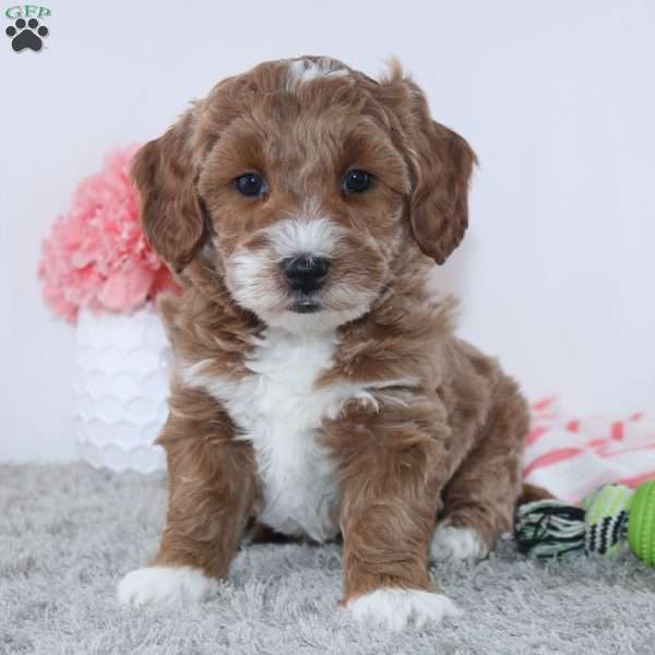 Tracie, Dachshund Puppy