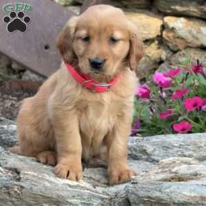 Penny, Golden Retriever Puppy