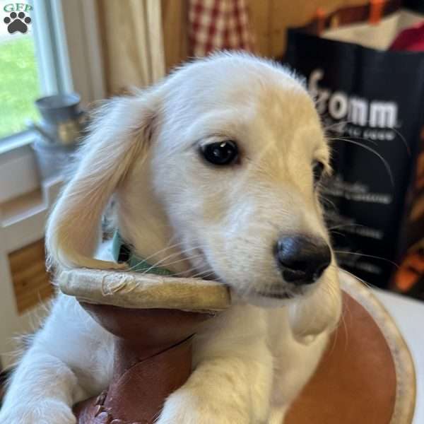 Leo, Dachshund Puppy