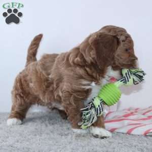 Tracie, Dachshund Puppy