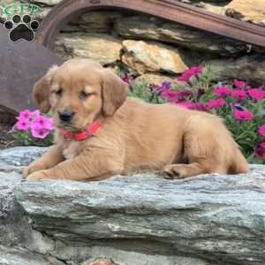 Penny, Golden Retriever Puppy