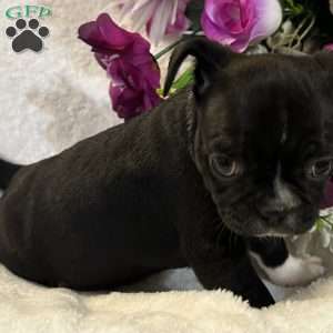Lucky, Bugg Puppy