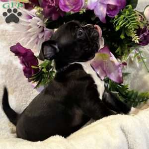 Lucky, Bugg Puppy