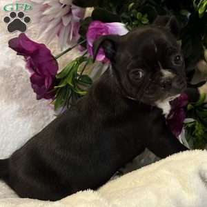 Lucky, Bugg Puppy