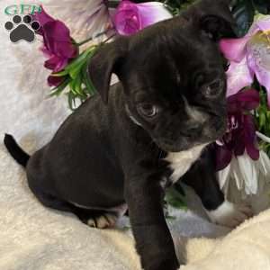 Lucky, Bugg Puppy