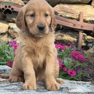Patty, Golden Retriever Puppy