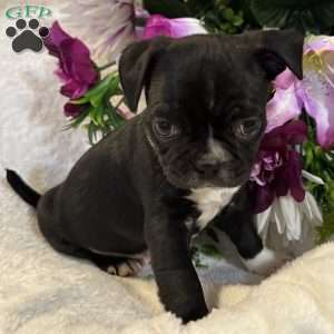 Lucky, Bugg Puppy