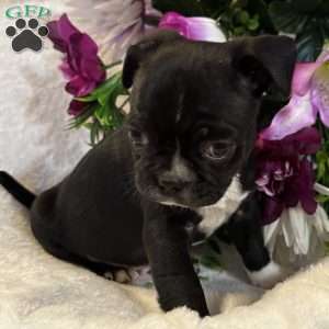 Lucky, Bugg Puppy