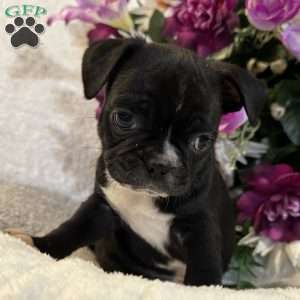 Lucky, Bugg Puppy