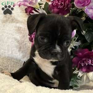 Lucky, Bugg Puppy