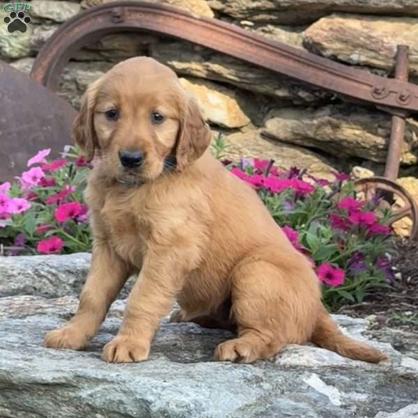 Patty, Golden Retriever Puppy