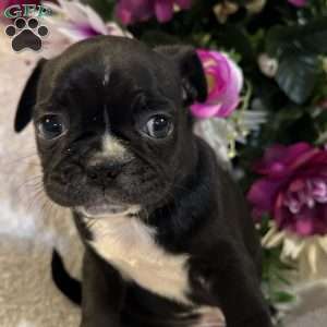 Lucky, Bugg Puppy