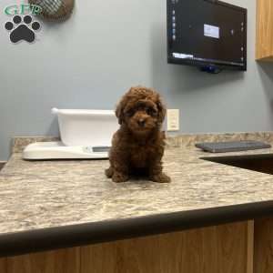 London Toy/Teacup, Toy Poodle Puppy