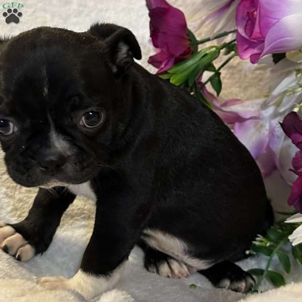 Lucky, Bugg Puppy
