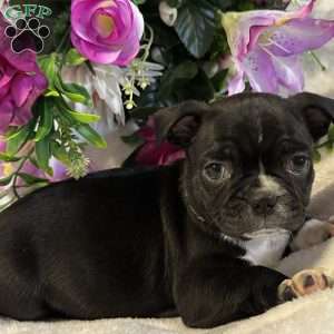 Lucky, Bugg Puppy