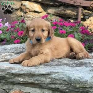 Patty, Golden Retriever Puppy