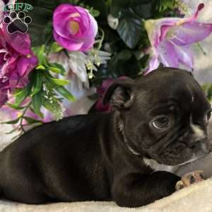 Lucky, Bugg Puppy