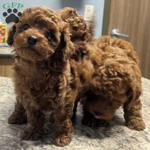 London Toy/Teacup, Toy Poodle Puppy