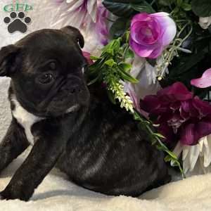 Lola, Bugg Puppy