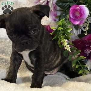 Lola, Bugg Puppy