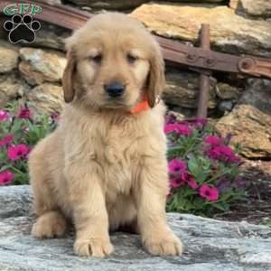 Parker, Golden Retriever Puppy