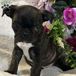 Lola, Bugg Puppy