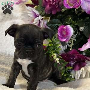 Lola, Bugg Puppy