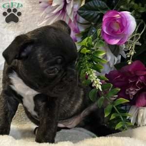Lola, Bugg Puppy