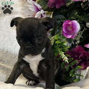Lola, Bugg Puppy