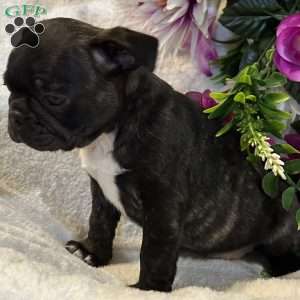Lola, Bugg Puppy